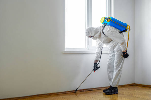 Best Wasp Removal Services  in Locust Grove, GA