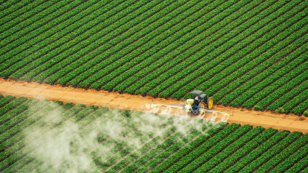 Best Local Pest Control Services  in Locust Grove, GA