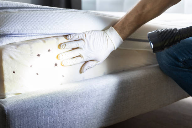 Best Exterminator Services  in Locust Grove, GA