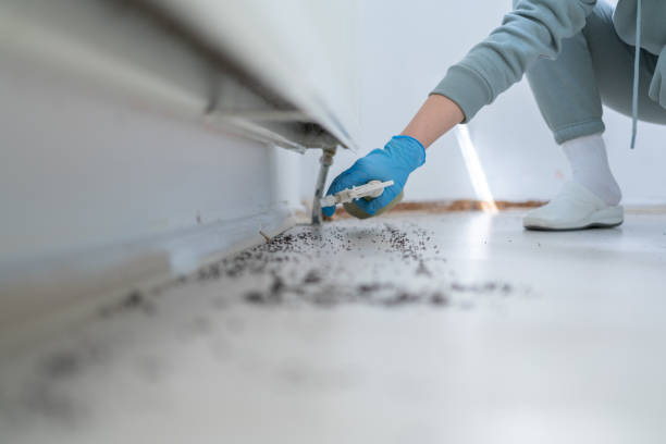 Flea Control Services in Locust Grove, GA